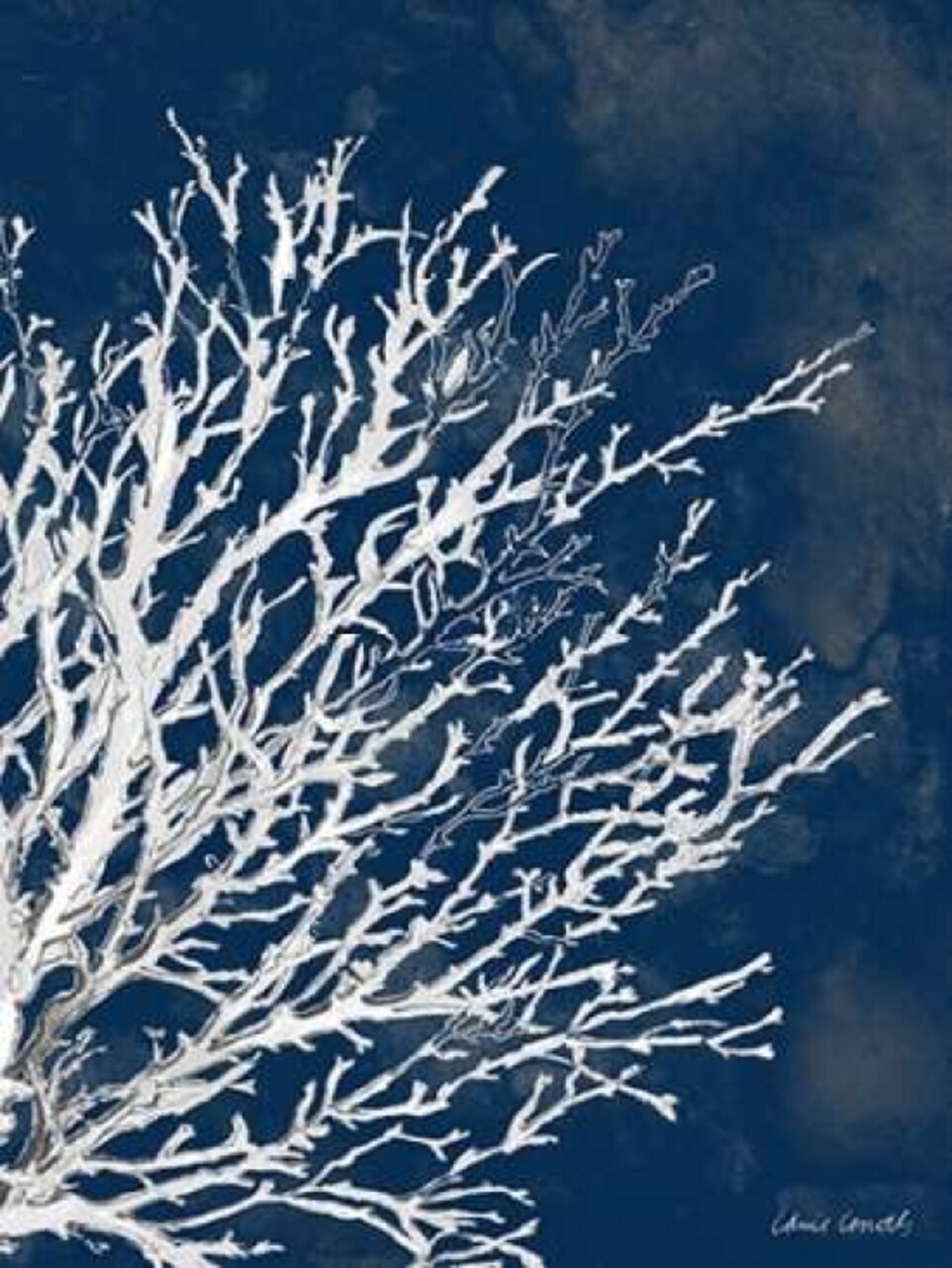 Coastal Coral II Poster Print by Lanie Loreth - Item # VARPDX8599LL